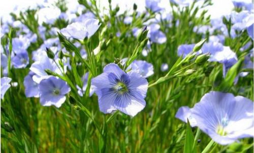 Linseed oil extraction production line